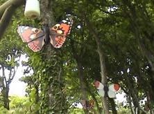 Blackgang Chine - Butterfly Walk