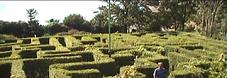 Blackgang Chine - Giant Hedge Maze